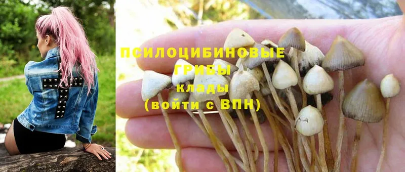 Галлюциногенные грибы Psilocybine cubensis  Северская 